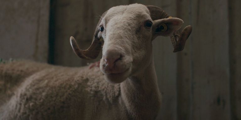 The Shepherd and the Bear