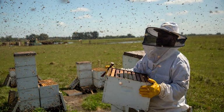 The Pollinators